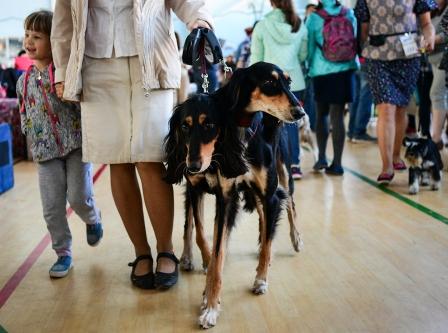 Более шестисот собак поучаствовали в международной выставке во Владивостоке