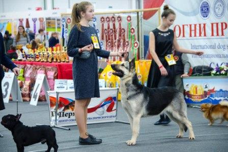 В Перми проходит международная выставка собак «Огни Прикамья»