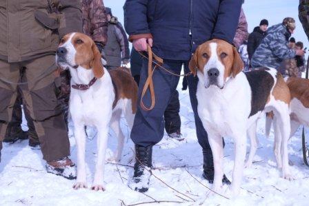 В Ревде прошла выставка охотничьих собак