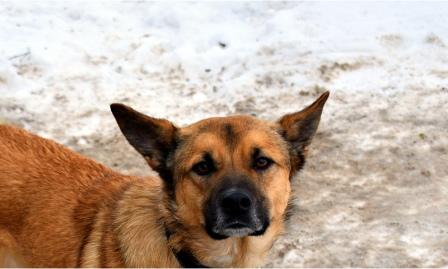 В Ярославле пройдет акция-раздача бездомных собак «Хочу домой»