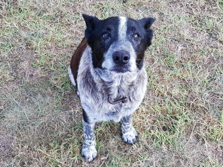 В Австралии старая собака всю ночь охраняла потерявшуюся трехлетнюю девочку