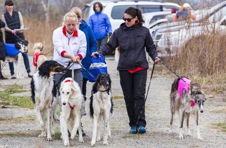 В Приморье проходят первые соревнования по собачьим бегам