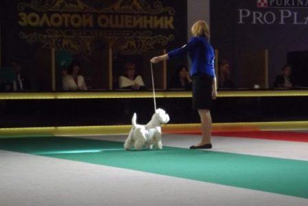 В Москве прошла главная выставка собак «Золотой Ошейник»
