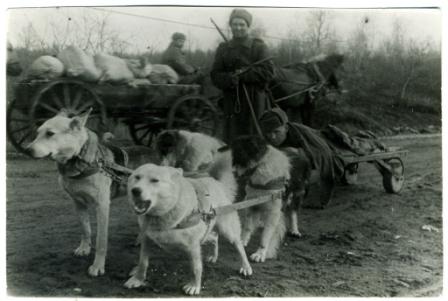 В Кировске открылась мобильная выставка «Собаки на войне»
