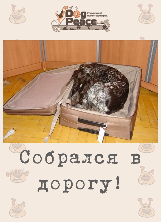 Пора собирайся. Собираться в дорогу прикольные. Пора собираться в дорогу. Собираемся в дорогу. Собирайся в дорогу.