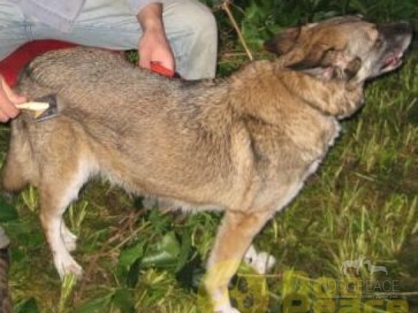 Потеряна собака/Найдена собака товары для собак Пропала