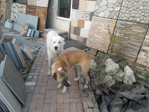 Потеряна собака/Найдена собака товары для собак Пропала