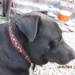 найдена собака лабрадор метис13.05.2015г. в красном кожаном ошейнике с заклепками